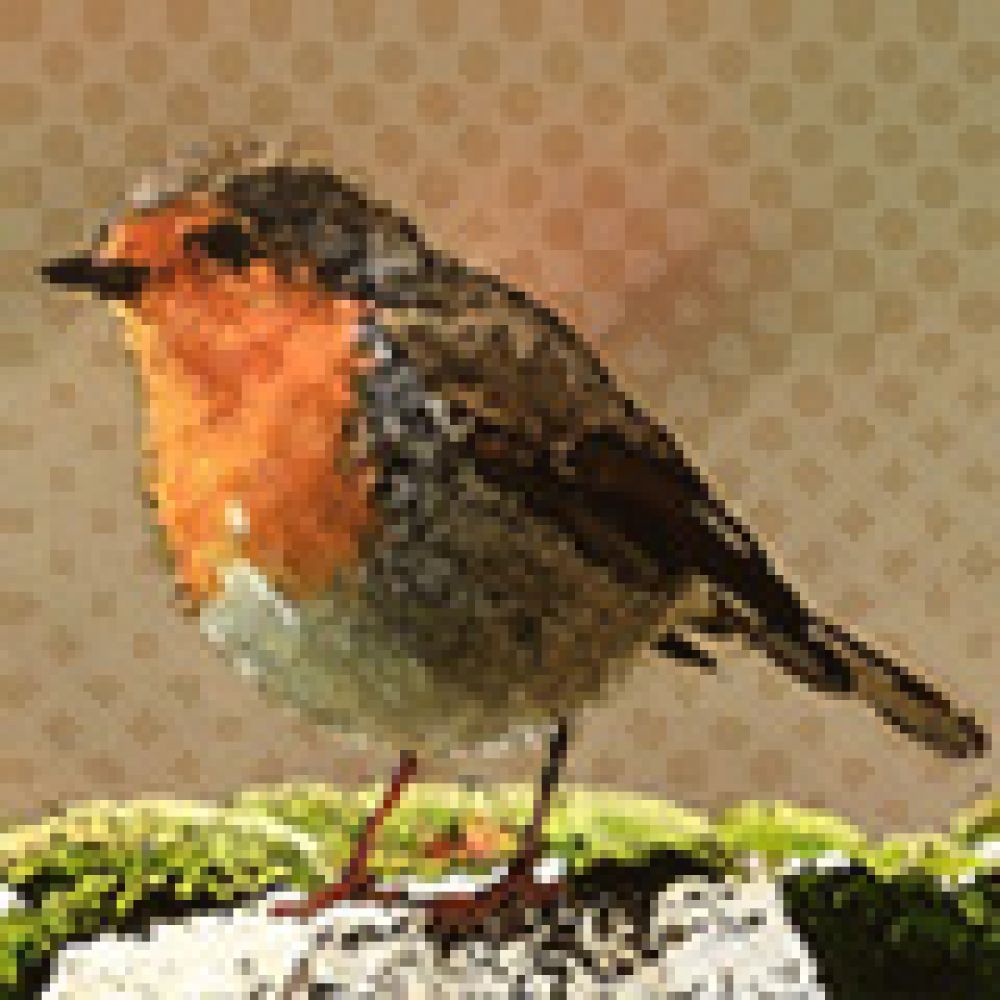 Robin Bird 